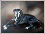 liegender Hund